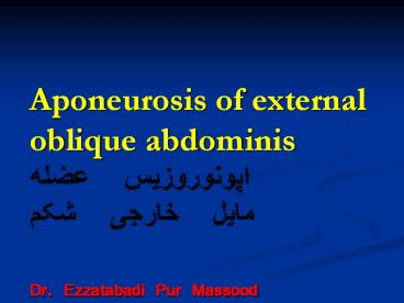 Aponeurosis of external oblique abdominis