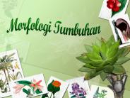 TAKSONOMI TUMBUHAN BERPEMBULUH