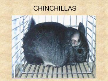 CHINCHILLAS