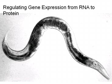 Regulating Gene Expression from RNA to Protein