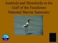 Seabirds and Shorebirds in the Gulf of the Farallones National Marine Sanctuary PowerPoint PPT Presentation
