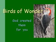 Birds of Wonder