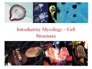 Introductory Mycology 