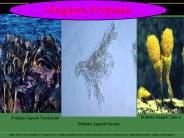 video slide