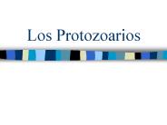 Los Protozoarios