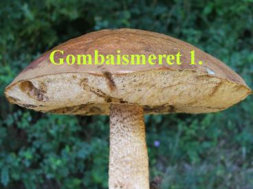 Gombaismeret 1.