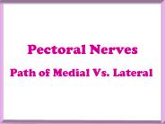 Pectoral Nerves