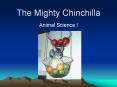 The Mighty Chinchilla PowerPoint PPT Presentation