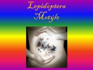 Lepidoptera Mot