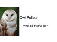 Owl Pellets PowerPoint PPT Presentation