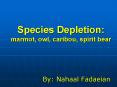 Species Depletion: marmot, owl, caribou, spirit bear PowerPoint PPT Presentation