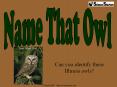 Can you identify these Illinois owls? PowerPoint PPT Presentation