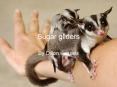 Sugar gliders PowerPoint PPT Presentation