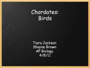 Chordates: Birds