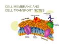 CELL MEMBRANE AND CELL TRANSPORT NOTES PowerPoint PPT Presentation