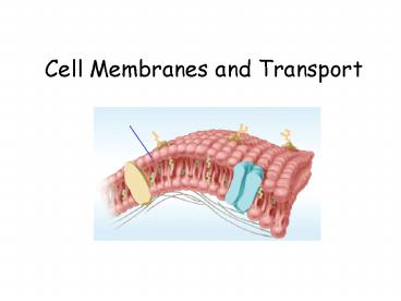 Cell Membranes and Transport
