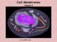 Cell Membranes Chapt 4 PowerPoint PPT Presentation