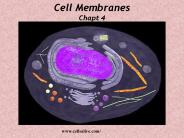 Cell Membranes Chapt 4