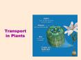 Transport in Plants PowerPoint PPT Presentation