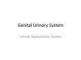 Genital Urinary System PowerPoint PPT Presentation