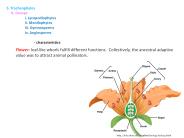 5. Tracheophytes
