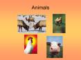 Animals PowerPoint PPT Presentation