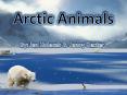 Arctic Animals PowerPoint PPT Presentation