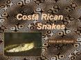 Costa Rican PowerPoint PPT Presentation