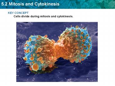KEY CONCEPT Cells divide during mitosis and cytokinesis.