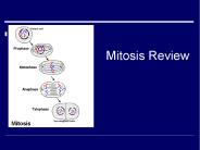 Mitosis Review