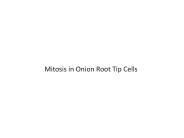 Mitosis in Onion Root Tip Cells