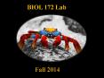 BIOL 172 Lab PowerPoint PPT Presentation