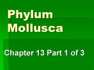Phylum Mollusca