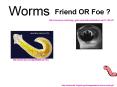 Worms PowerPoint PPT Presentation