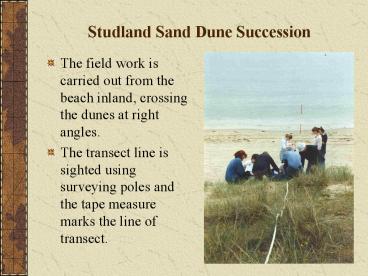 Studland Sand Dune Succession