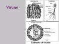 Viruses PowerPoint PPT Presentation