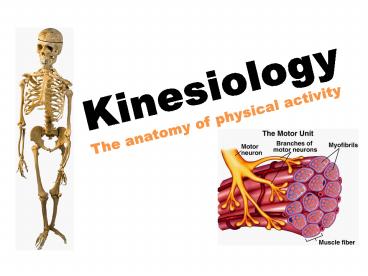Kinesiology The anatomy of physical activity