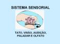 SISTEMA SENSORIAL PowerPoint PPT Presentation