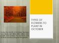 Flowers for your autumn garden PowerPoint PPT Presentation