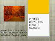 Flowers for your autumn garden