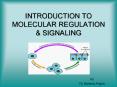 INTRODUCTION TO MOLECULAR REGULATION PowerPoint PPT Presentation