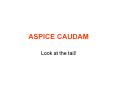ASPICE CAUDAM PowerPoint PPT Presentation