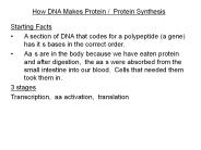 How DNA Makes Protein / Protein Synthesis