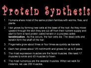 Protein Synthesis