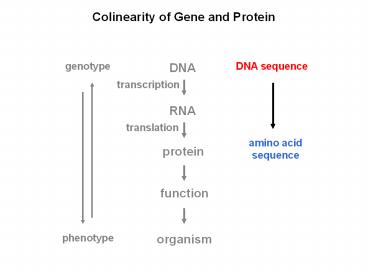 Colinearity%20of%20Gene%20and%20Protein