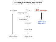 Colinearity%20of%20Gene%20and%20Protein