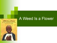 A Weed Is a Flower