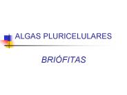 ALGAS PLURICELULARES