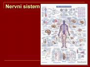 Nervni sistem