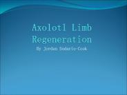 Axolotl%20Limb%20Regeneration
